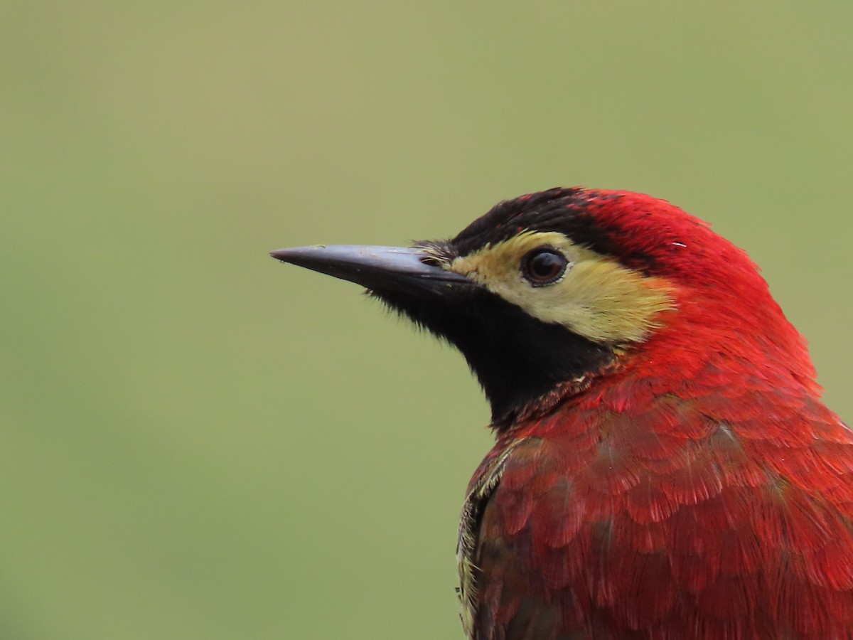 Crimson-mantled Woodpecker - ML390911391
