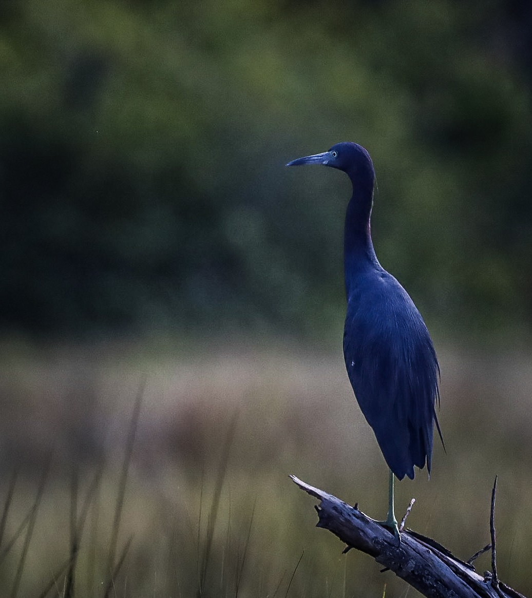 Little Blue Heron - ML390912061