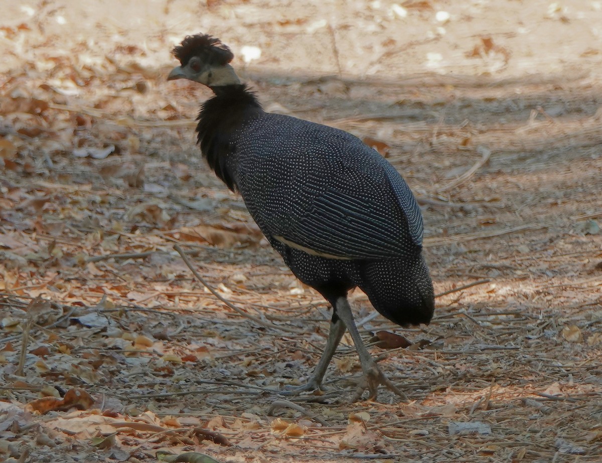 Southern Crested Guineafowl - Dennis Butcher