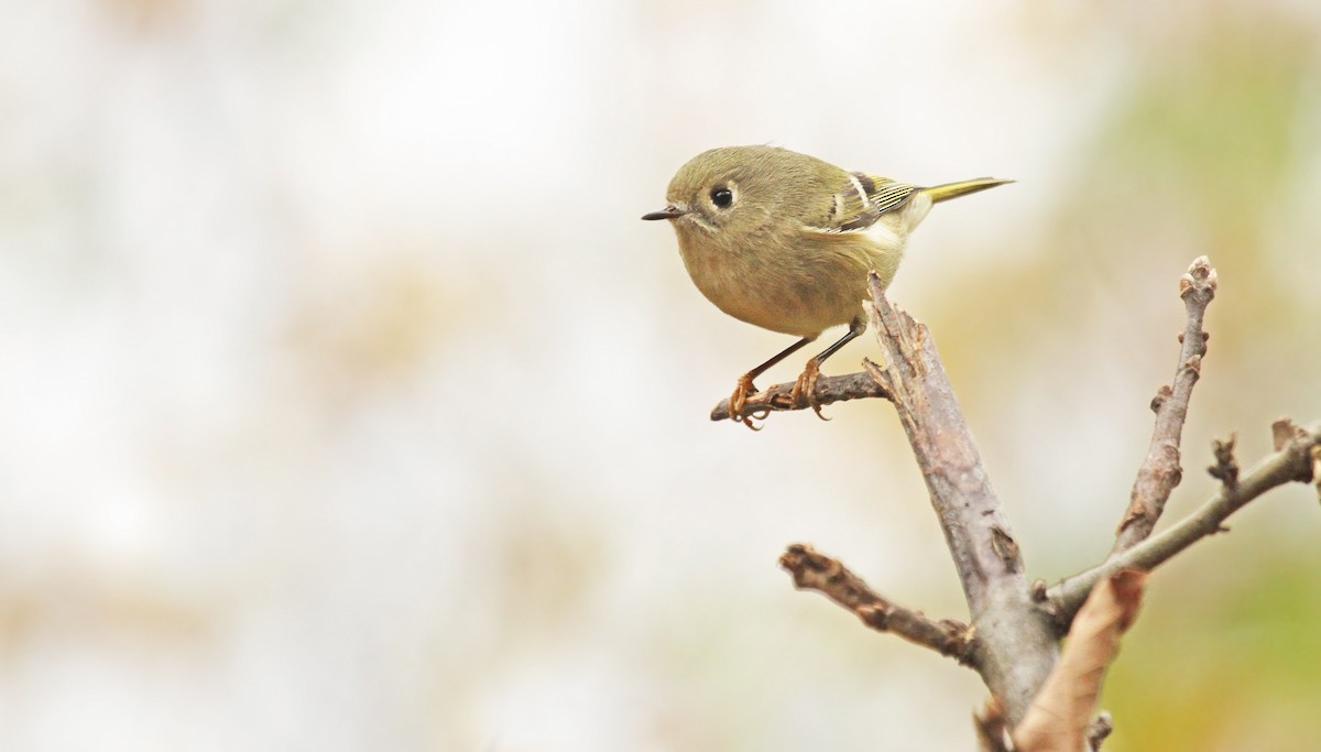 Ruby-crowned Kinglet - ML39091331