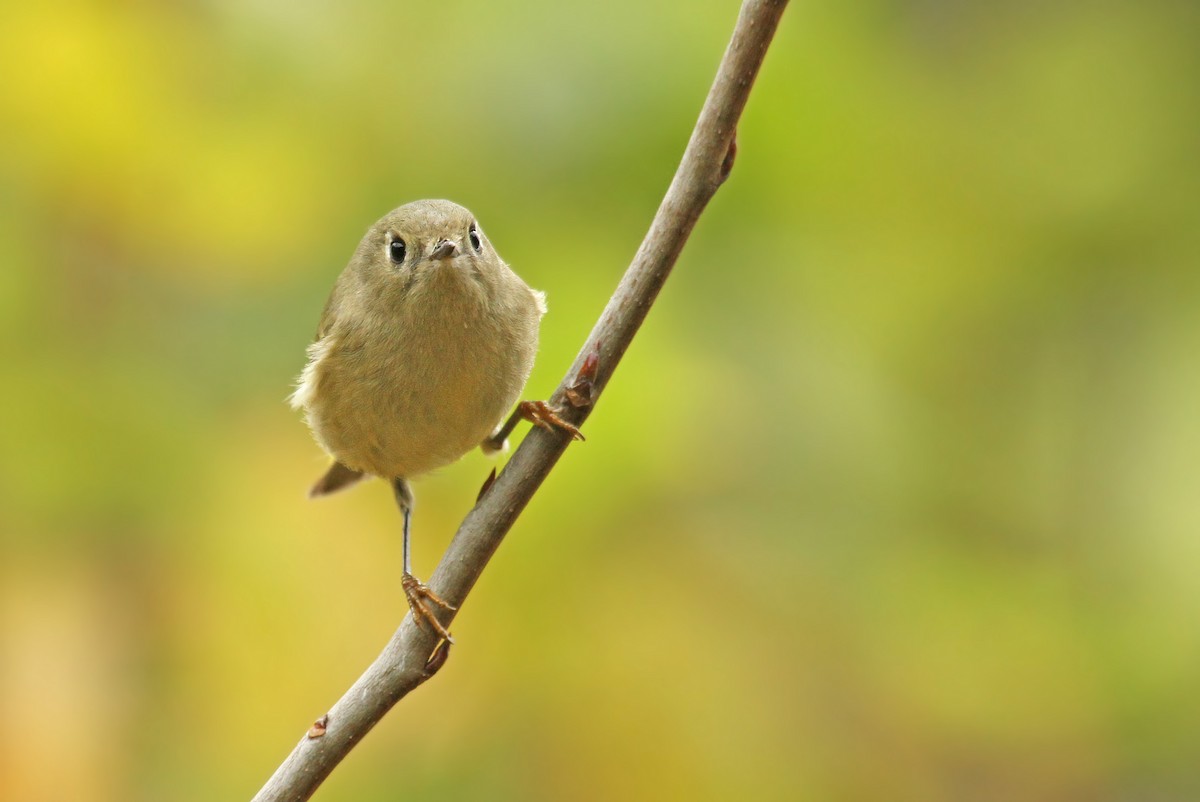 Ruby-crowned Kinglet - ML39091341