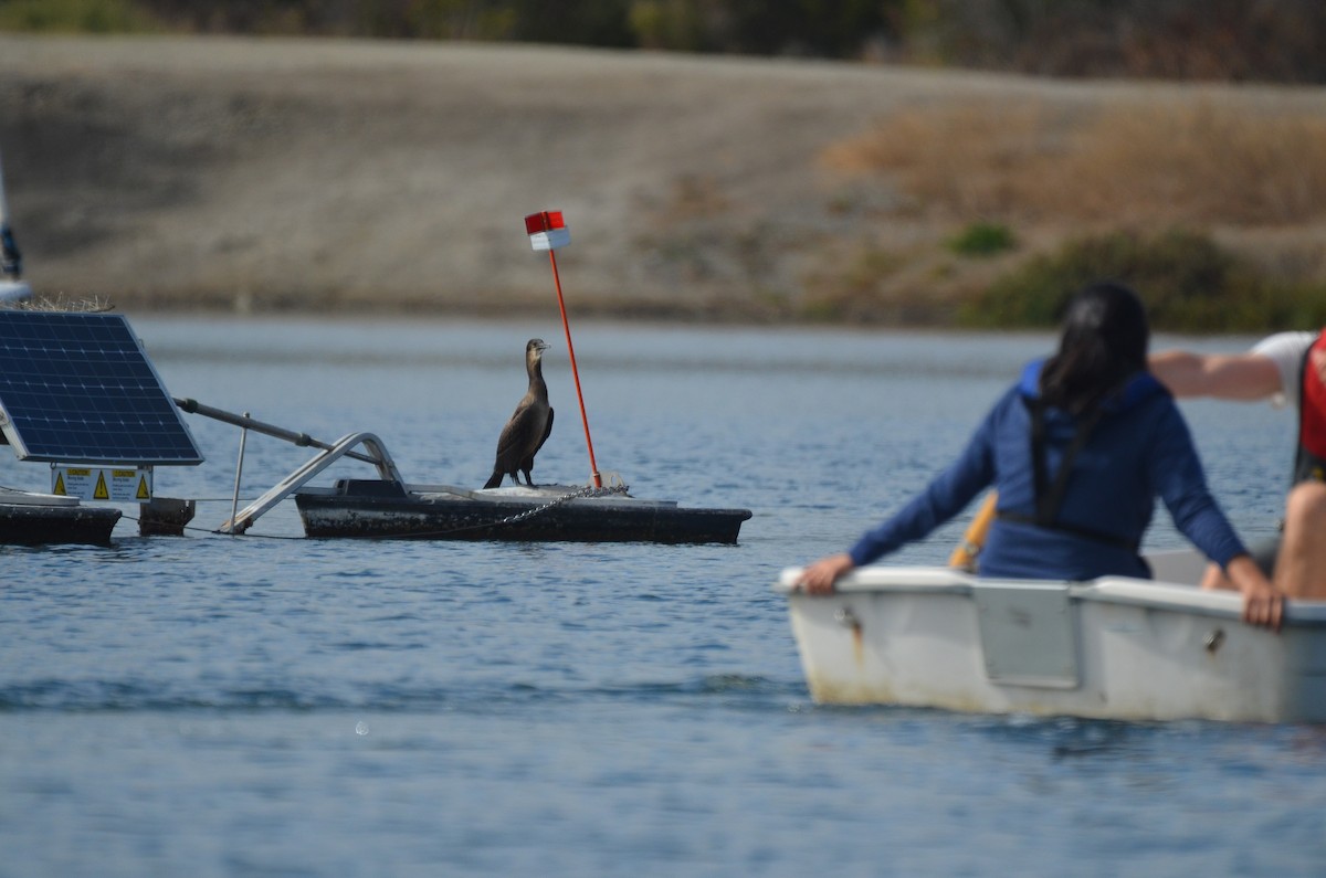 Brandt's Cormorant - ML390913491