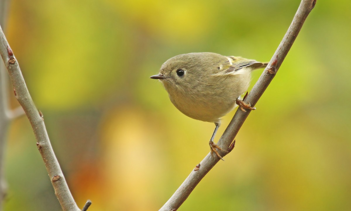 Ruby-crowned Kinglet - ML39091371