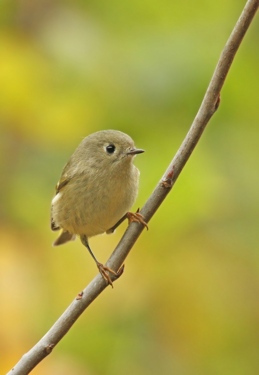 Ruby-crowned Kinglet - ML39091381