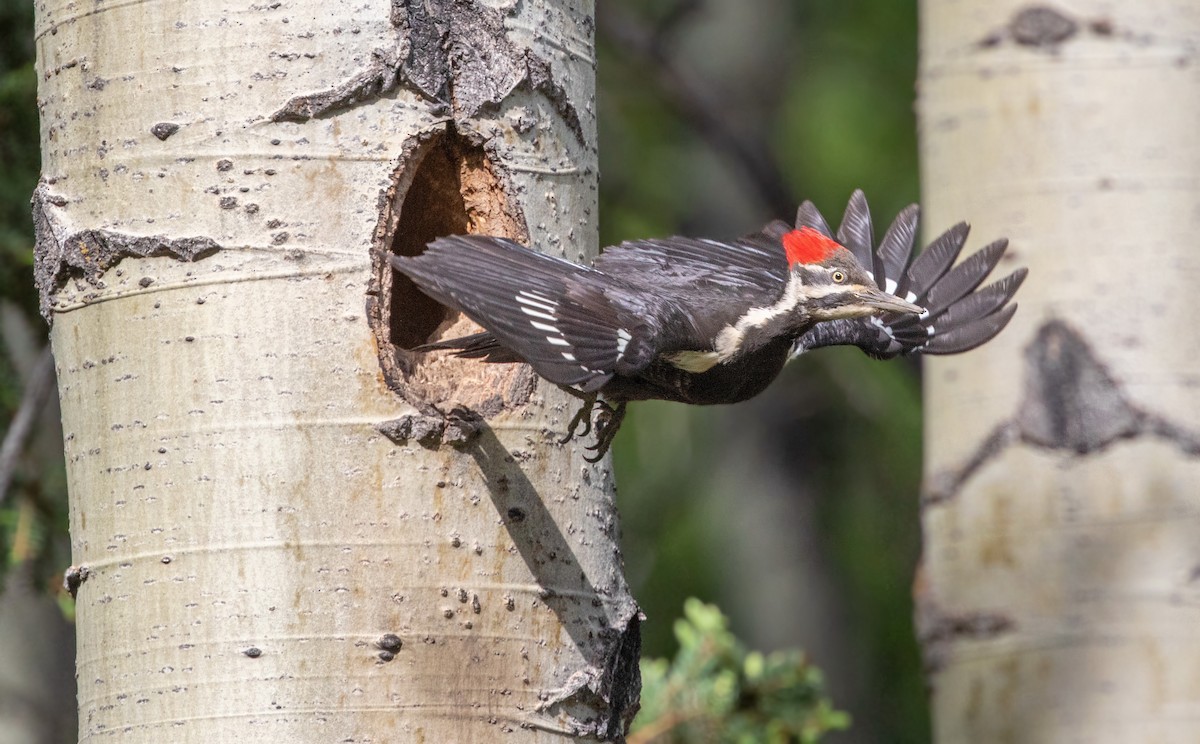 Pileated Woodpecker - ML390914541