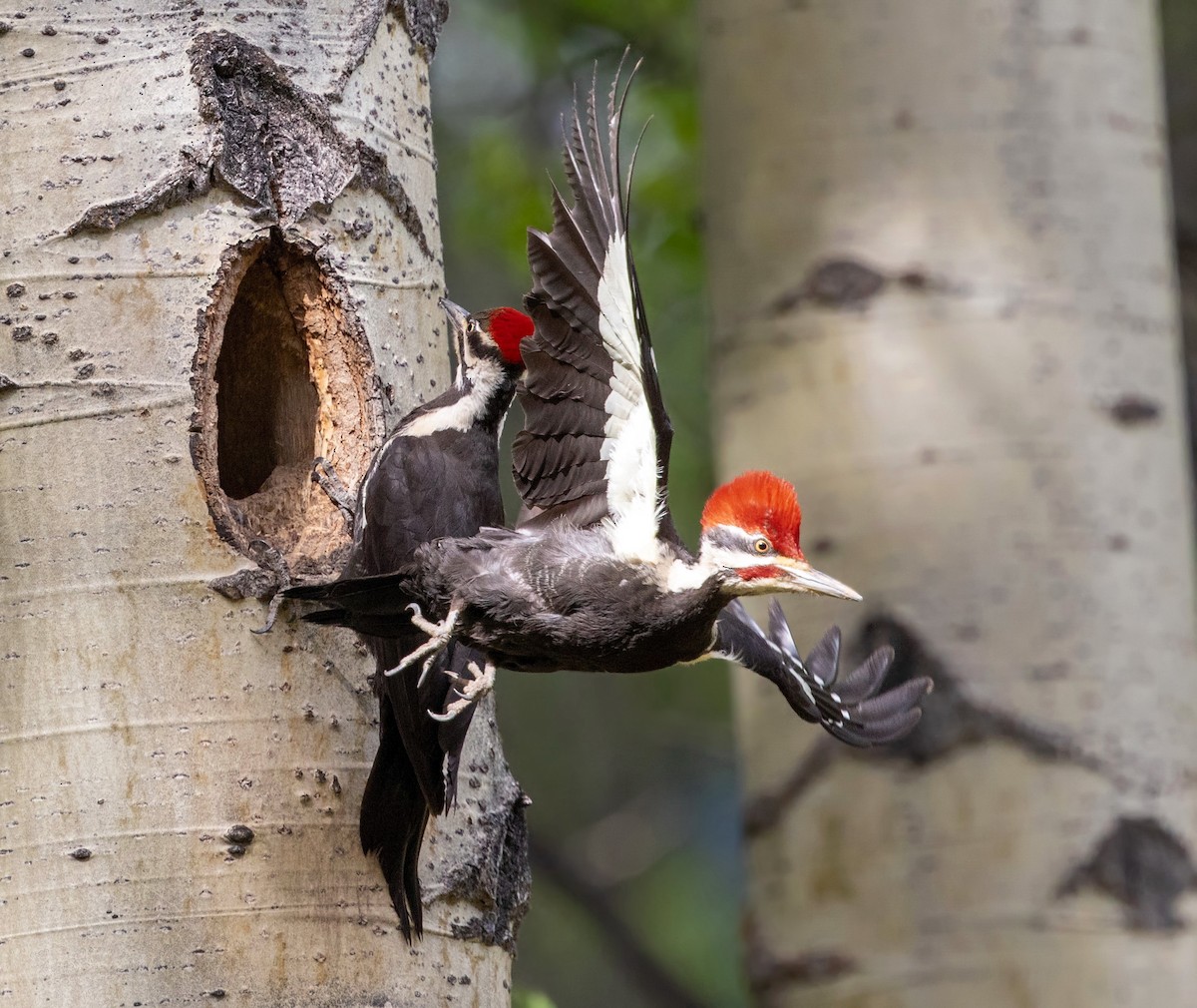 Pileated Woodpecker - ML390914551