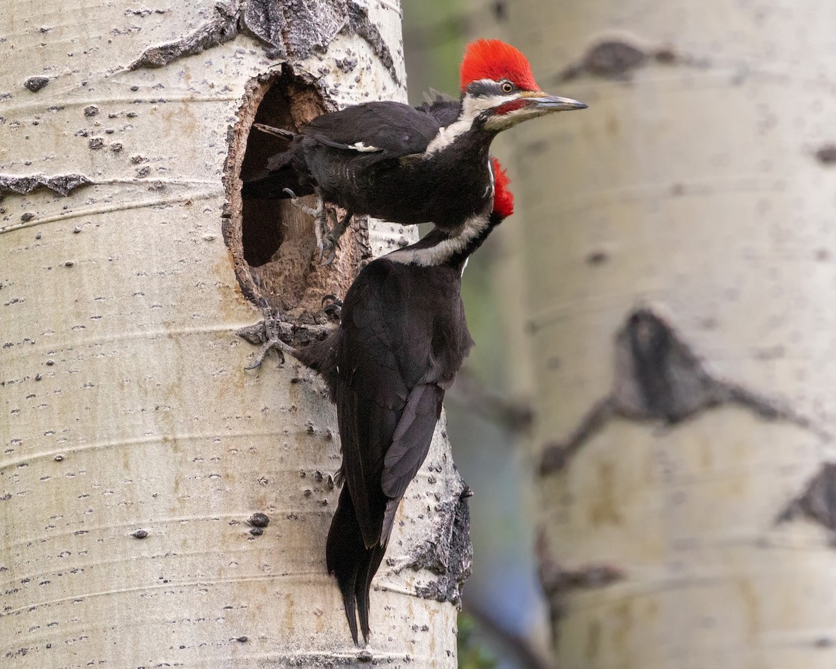 Pileated Woodpecker - ML390914561