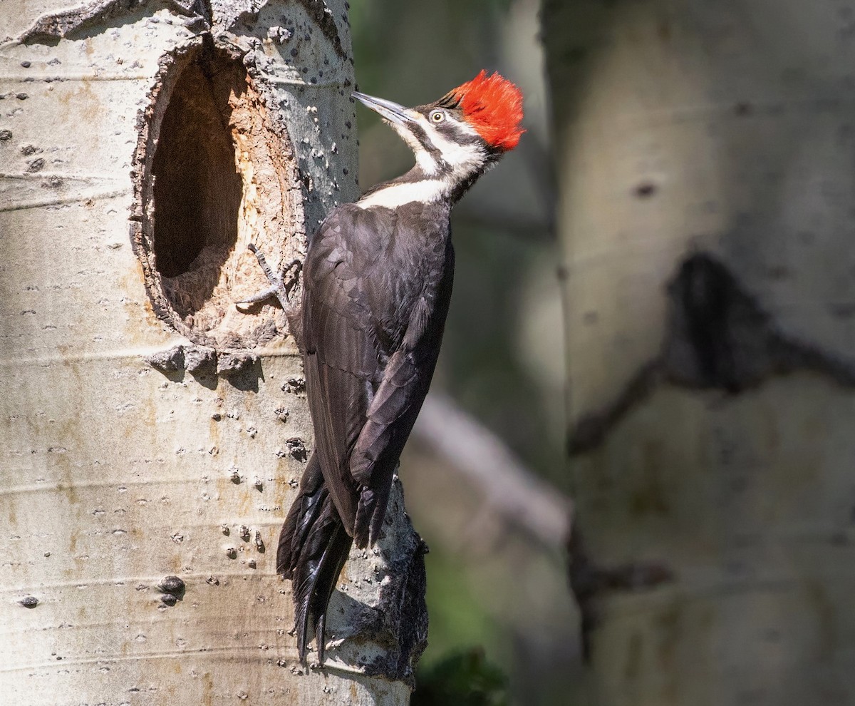 Pileated Woodpecker - ML390914571