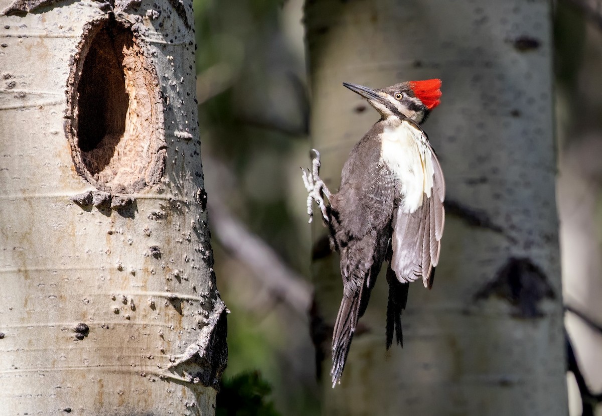Pileated Woodpecker - ML390914581