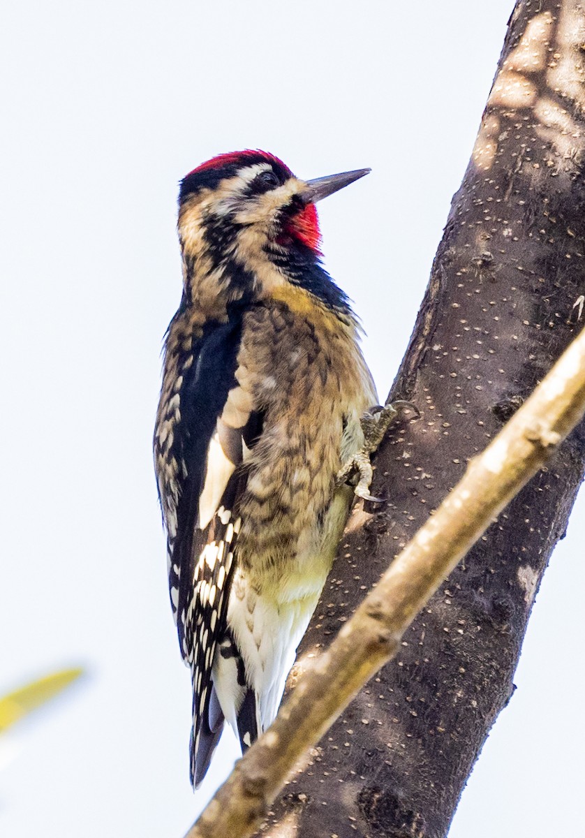 Yellow-bellied Sapsucker - ML390914821