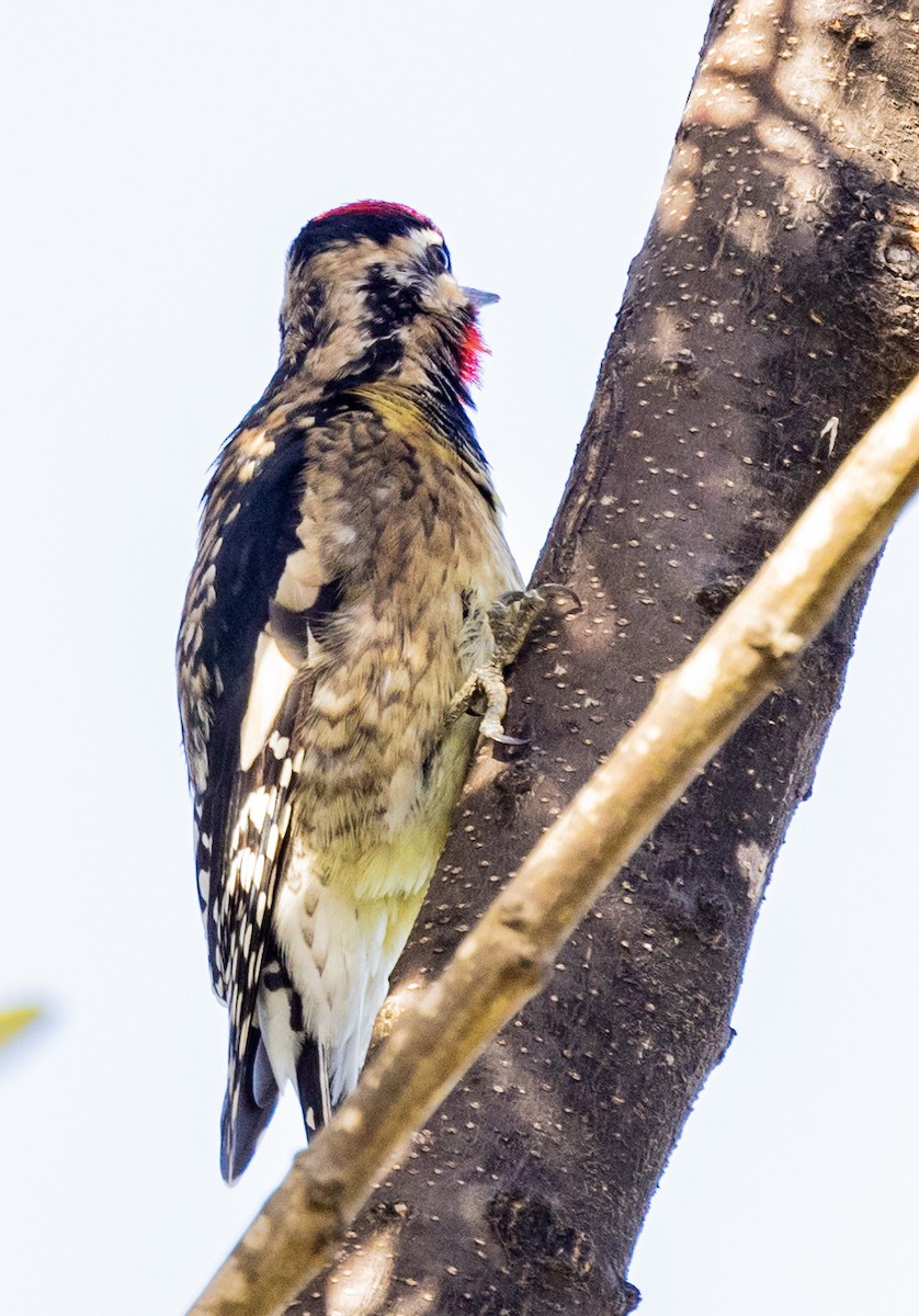 Yellow-bellied Sapsucker - ML390914851