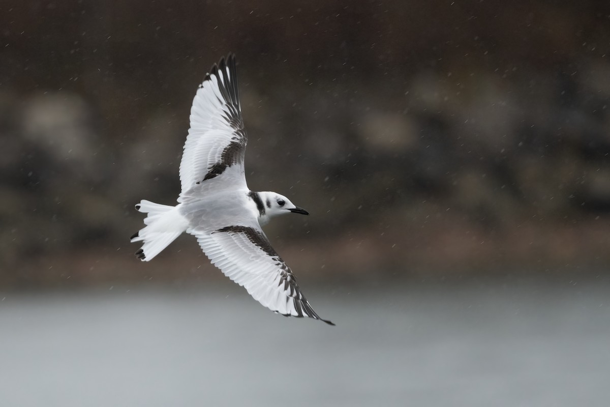 Black-legged Kittiwake - ML390915111