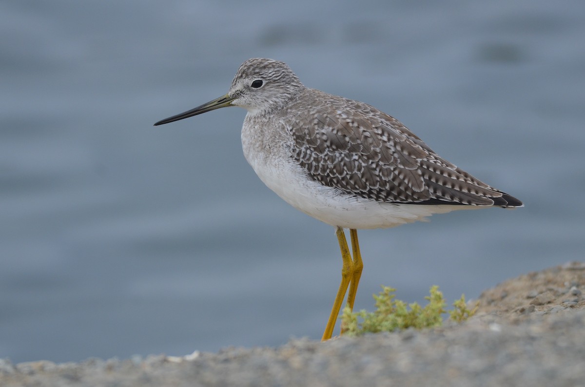 Greater Yellowlegs - ML390915861