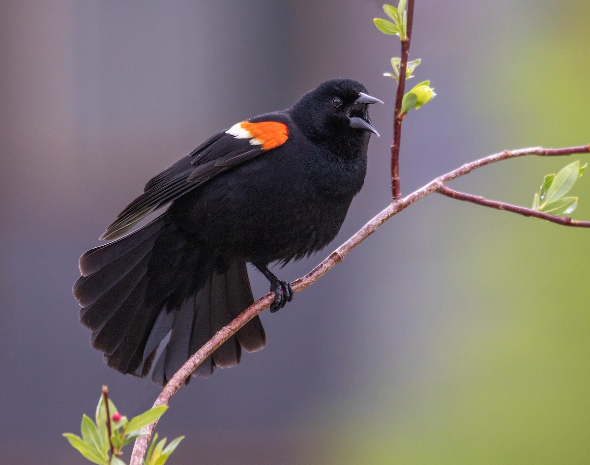 Red-winged Blackbird - ML390916091