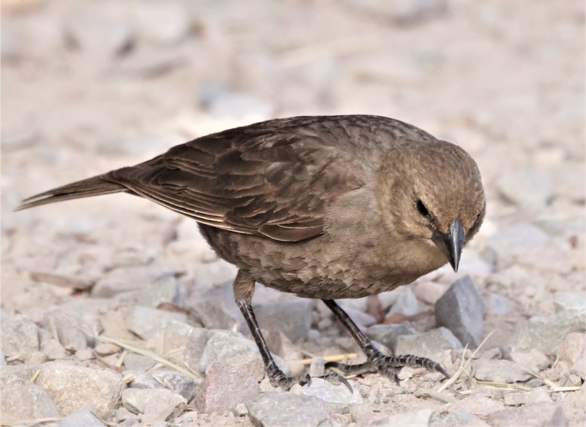 Brown-headed Cowbird - ML390916811