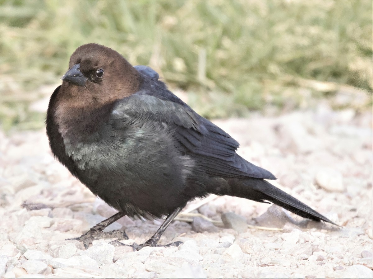 Brown-headed Cowbird - ML390916861