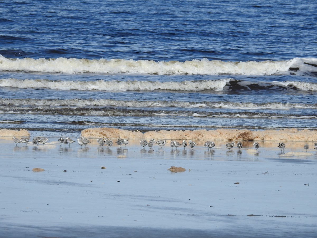 Sanderling - ML390917411