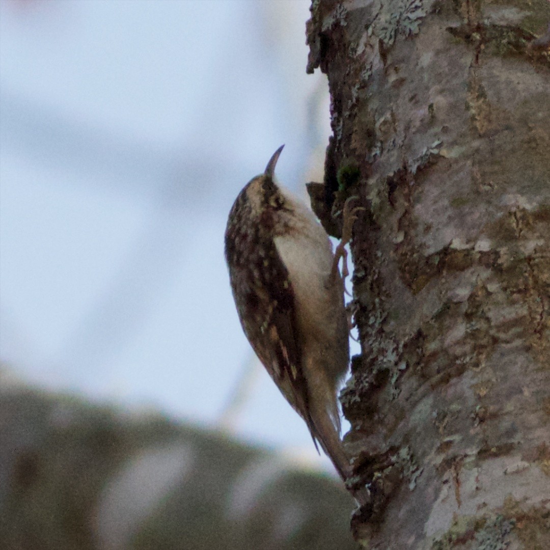 Brown Creeper - ML39091861