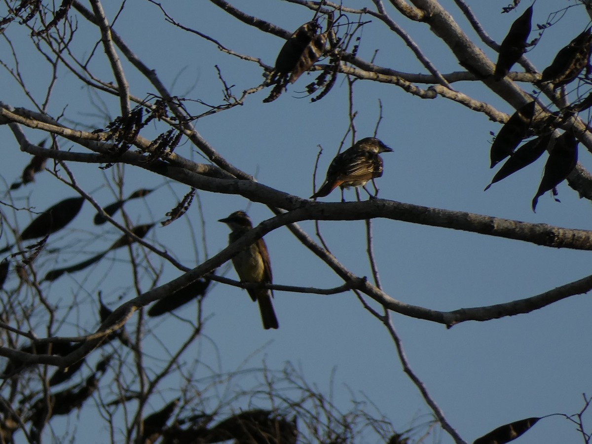 Sulphur-bellied Flycatcher - ML390919051