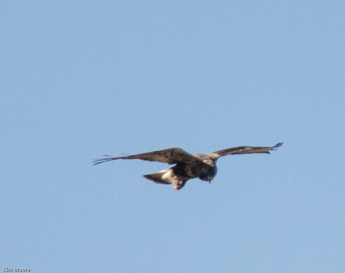 Rough-legged Hawk - ML390919391