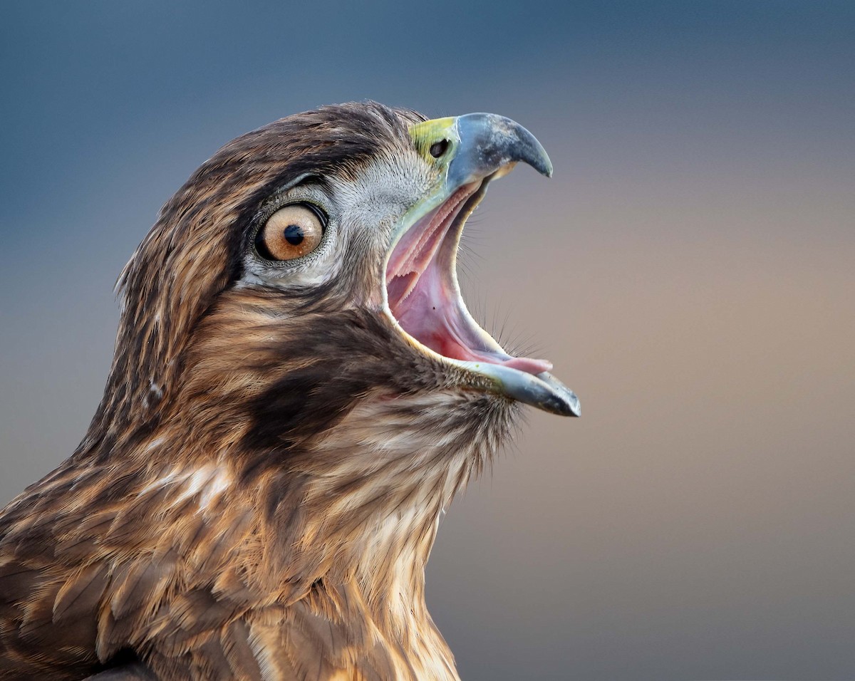 Red-tailed Hawk - ML390920461