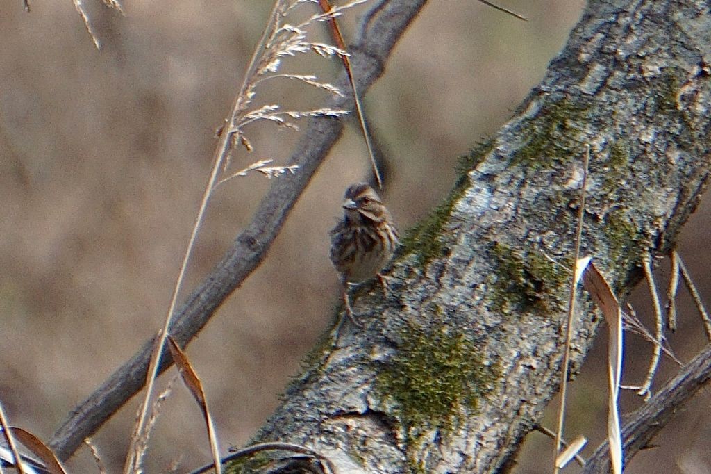 Song Sparrow - ML390921081