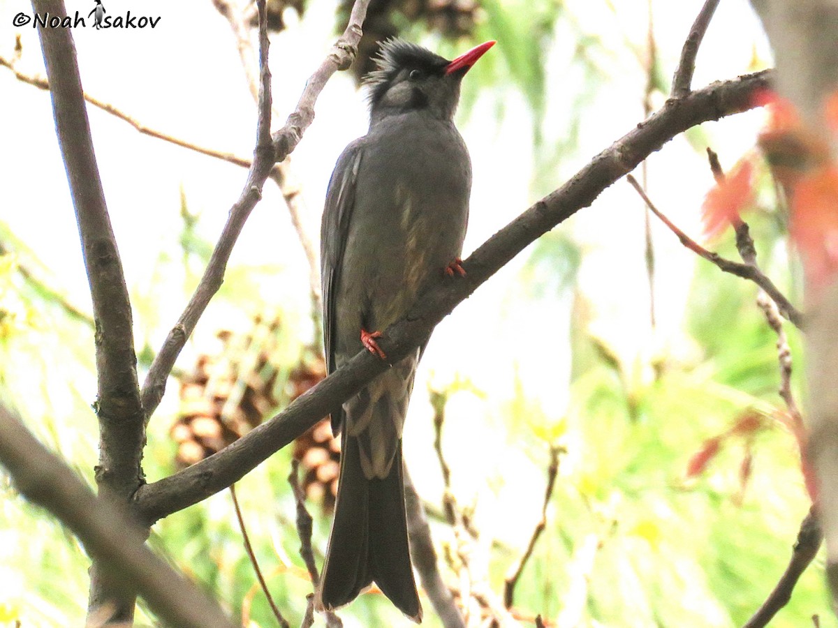 Black Bulbul - Noah Isakov