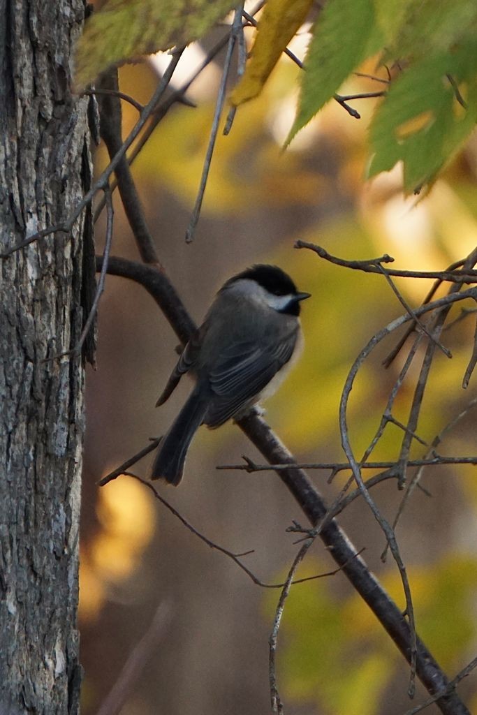 Carolina Chickadee - ML390921561