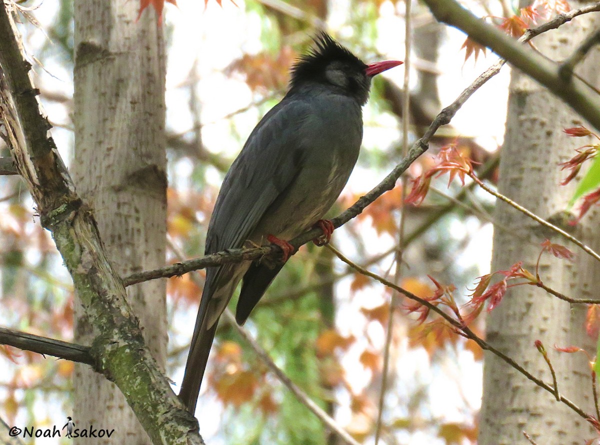 Black Bulbul - ML390921741