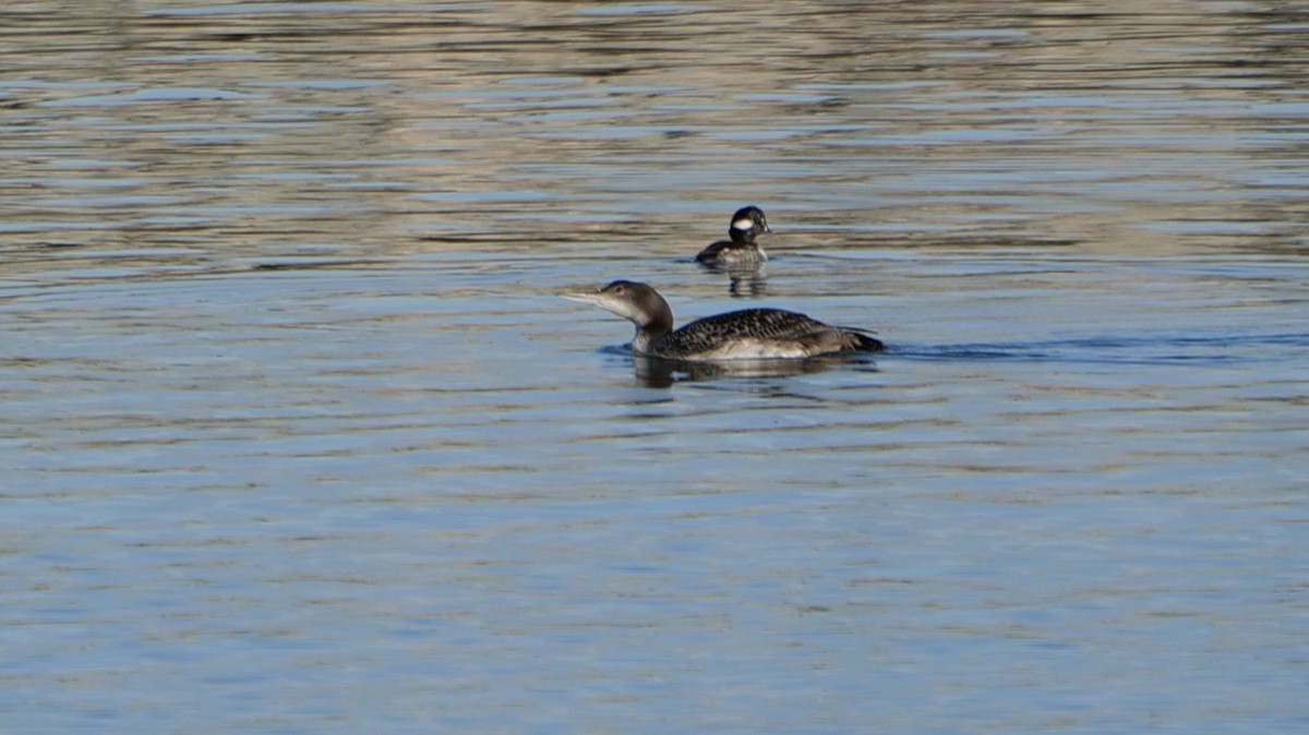 Common Loon - Barbara Coll