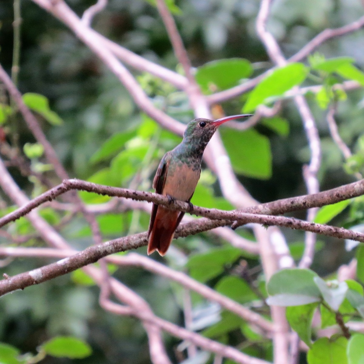 Buff-bellied Hummingbird - Eary Warren