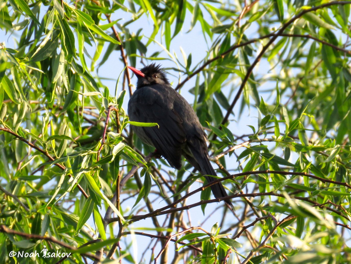 Bulbul Negro - ML390922421