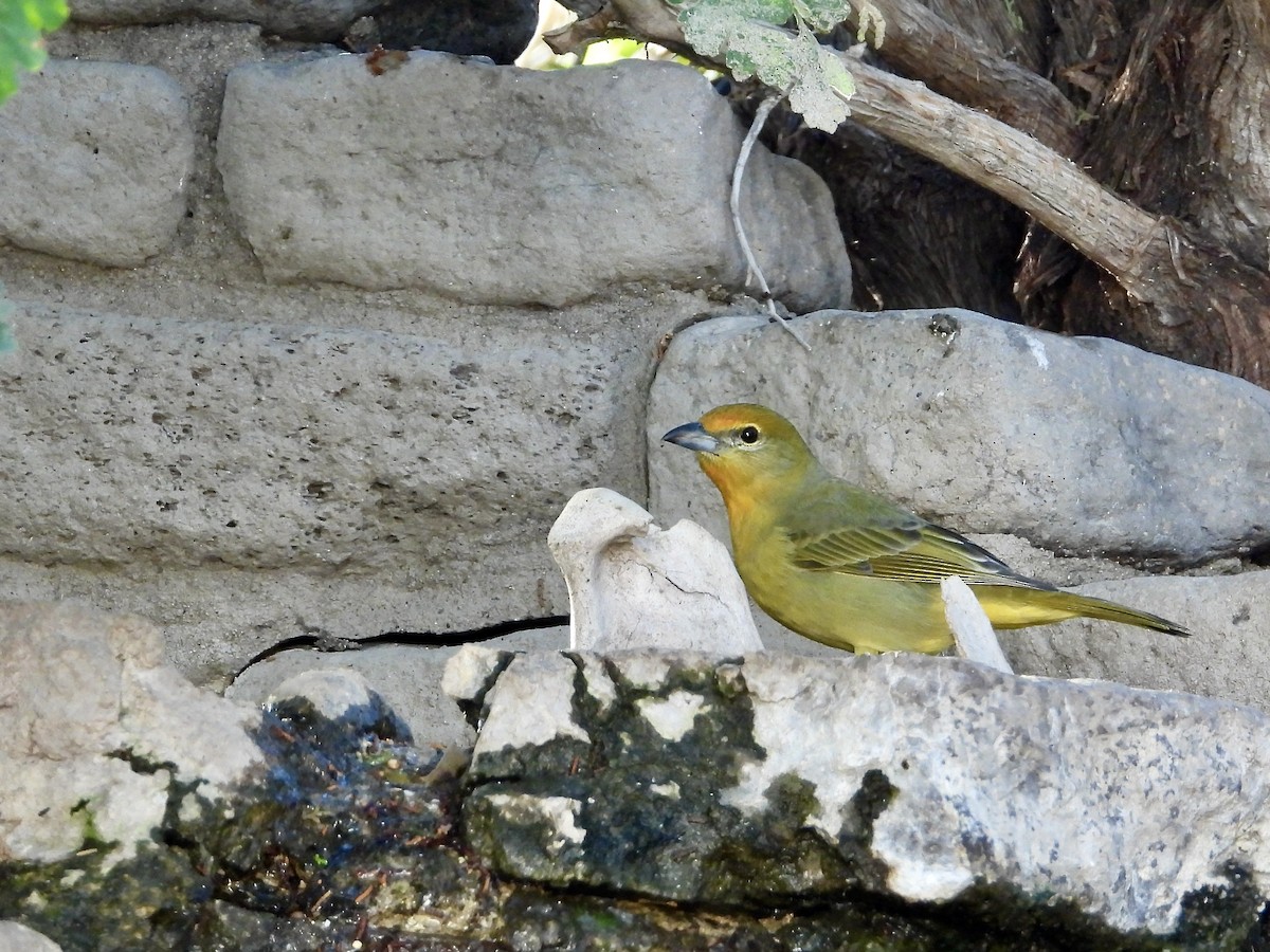 Hepatic Tanager - Mel C
