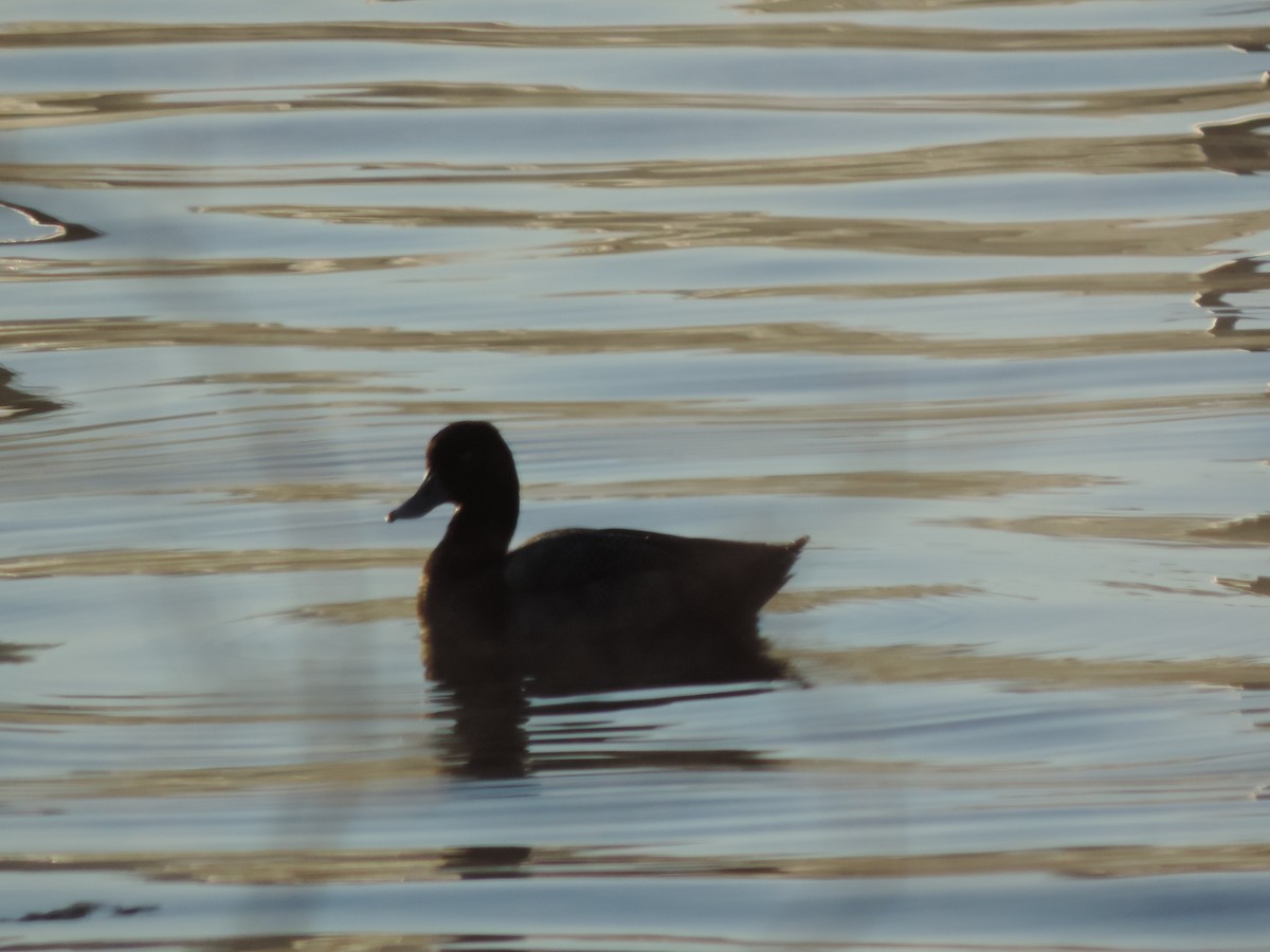 Lesser Scaup - Michel Renaud COHL