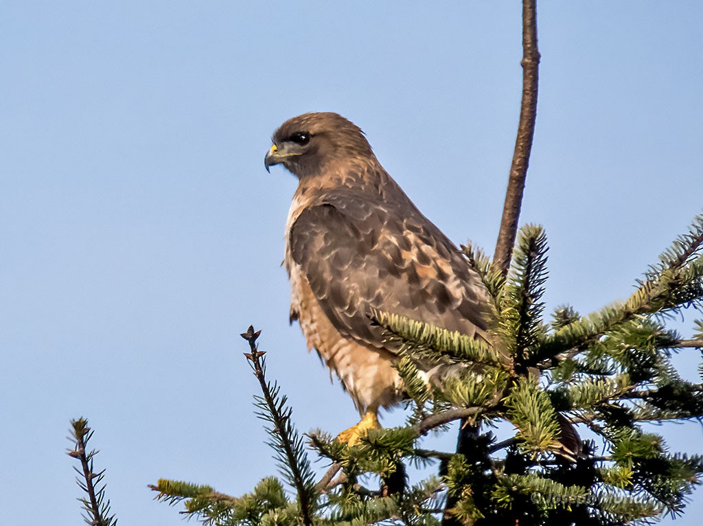 Rotschwanzbussard - ML390924991