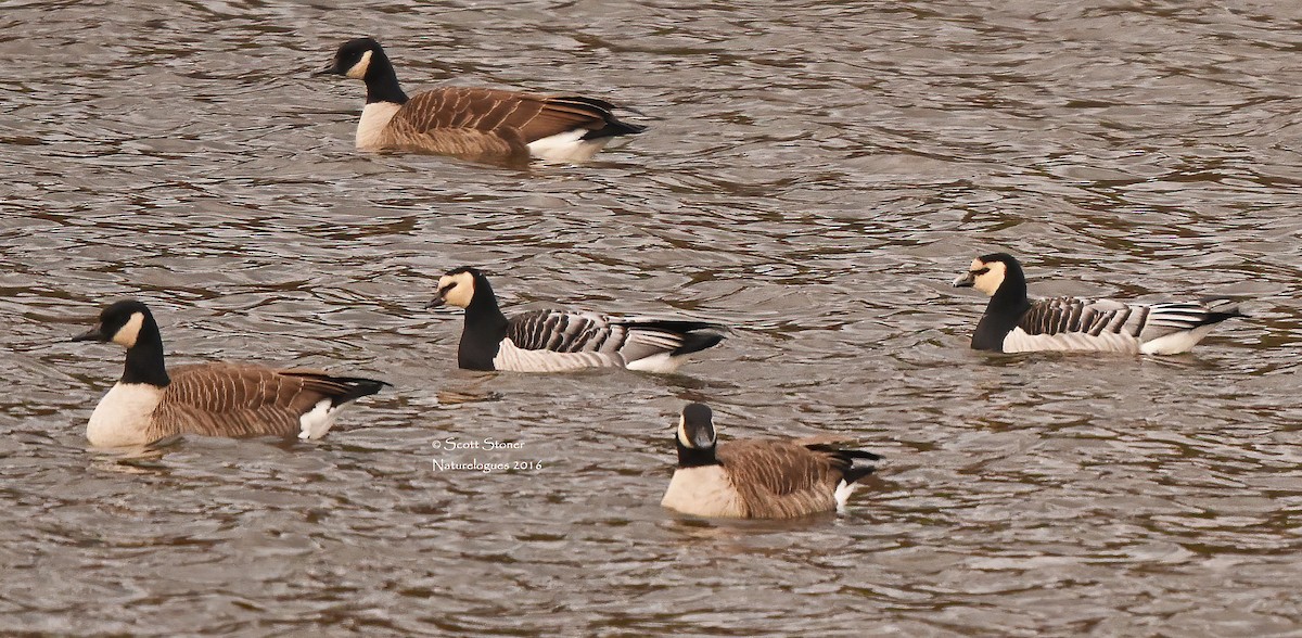 Barnacle Goose - ML390925611