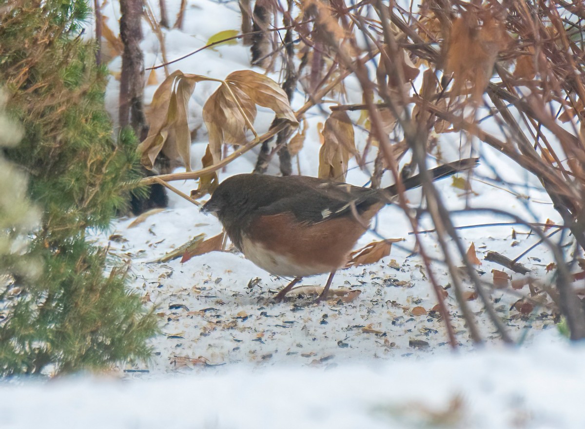 Eastern Towhee - ML390926771