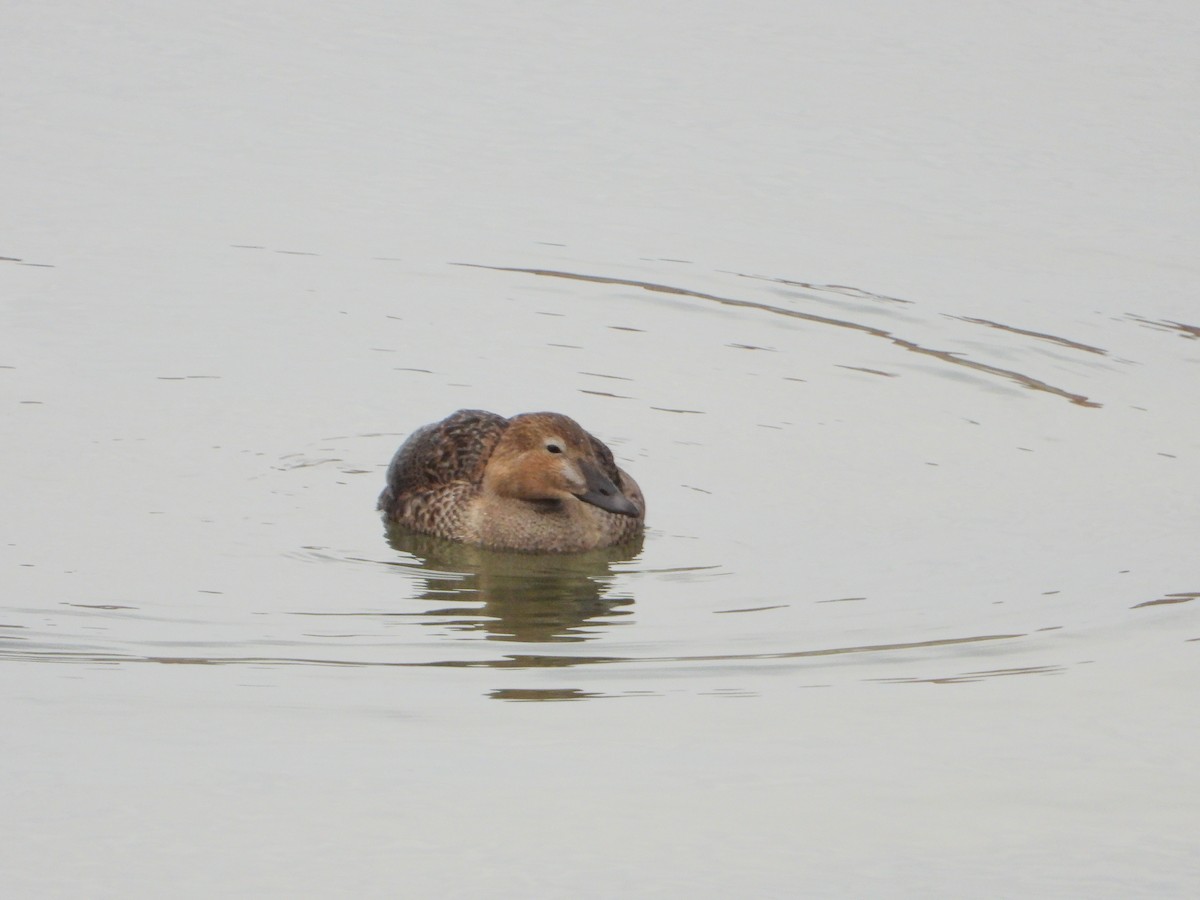 King Eider - ML390928861