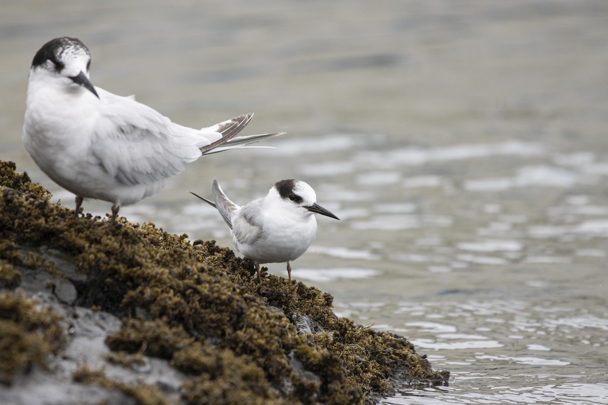 White-fronted Tern - Oscar Thomas