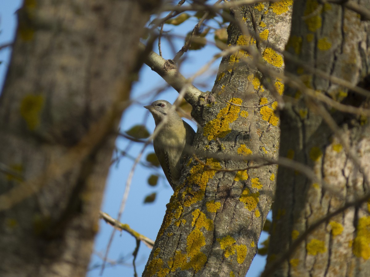 Gray-headed Woodpecker - ML390929931