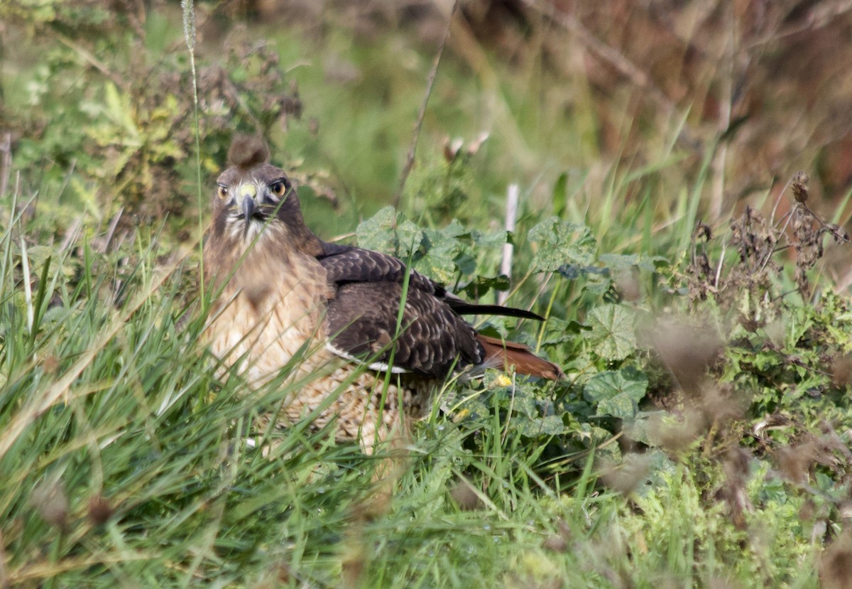 Red-tailed Hawk - ML390930871