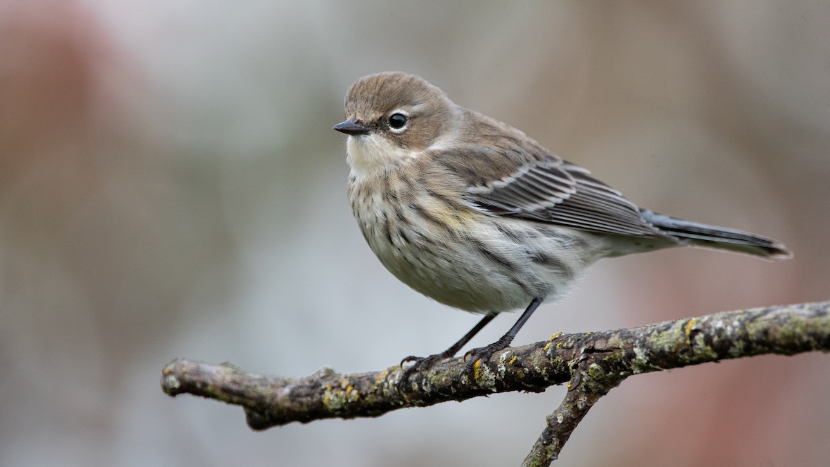 Yellow-rumped Warbler - ML390930951