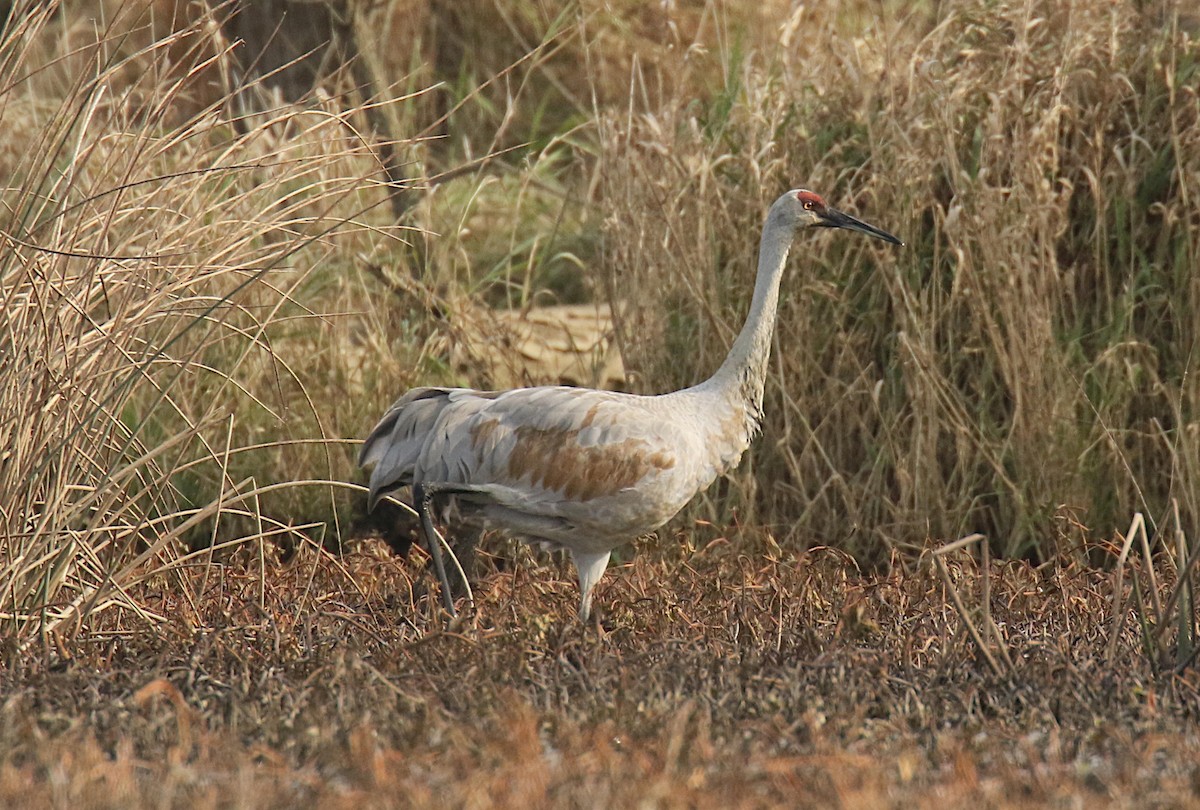 Sandhill Crane - ML390931011