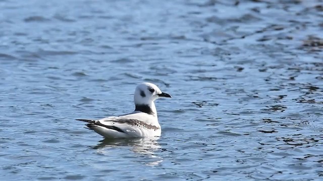 Black-legged Kittiwake - ML390931761