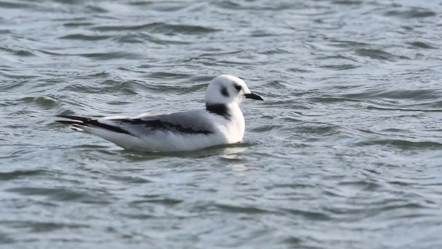 Black-legged Kittiwake - ML390931811