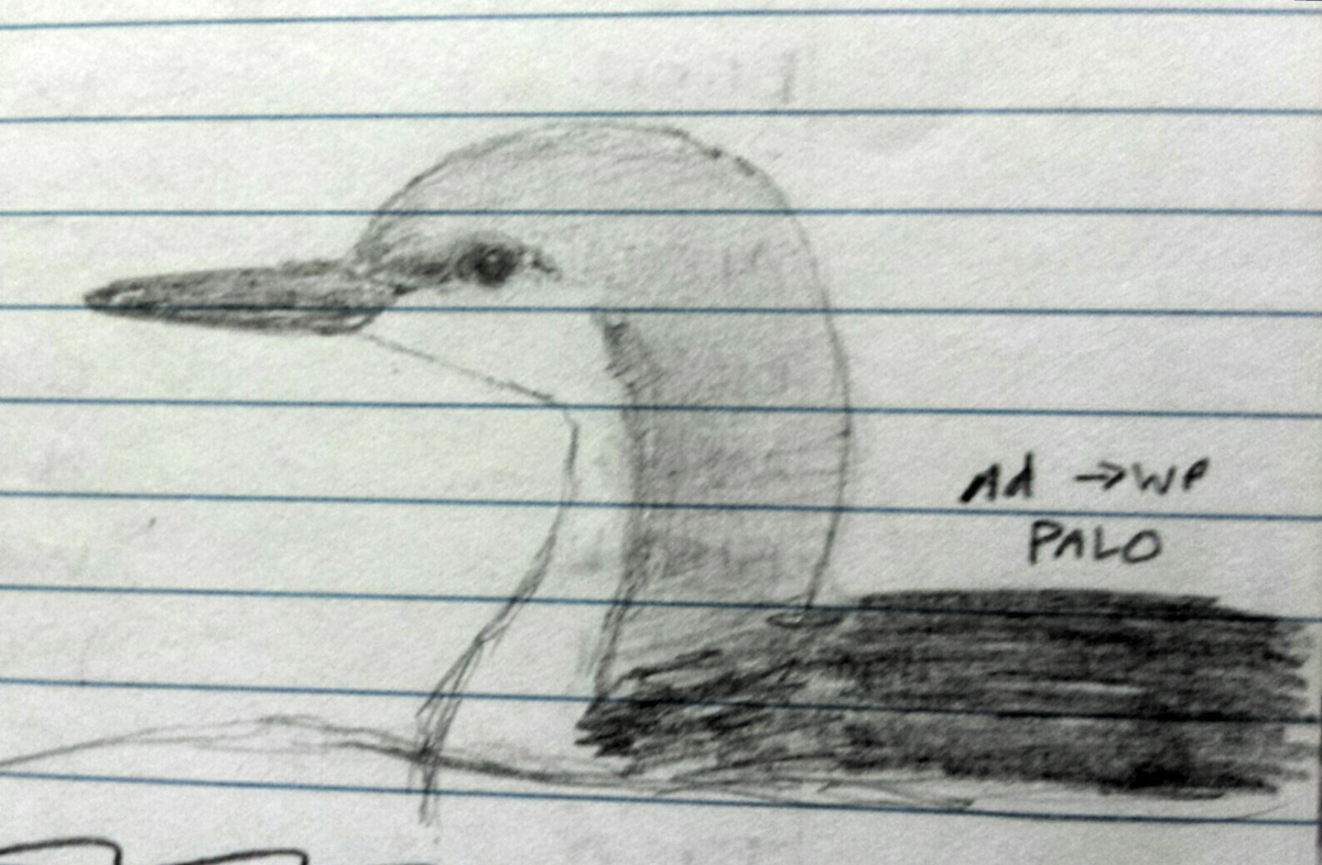 Pacific Loon - ML39093301