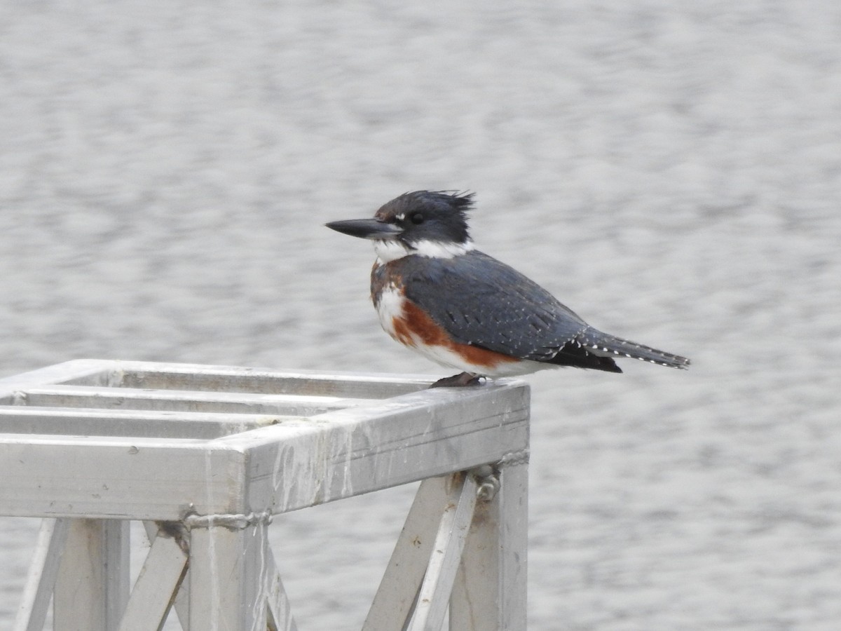 Belted Kingfisher - ML390934261