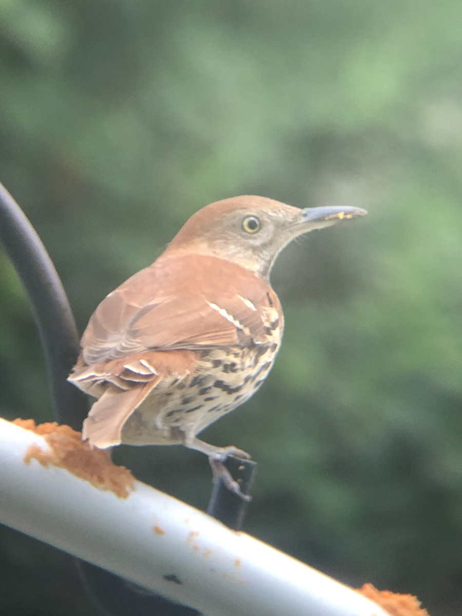 Brown Thrasher - ML390934651