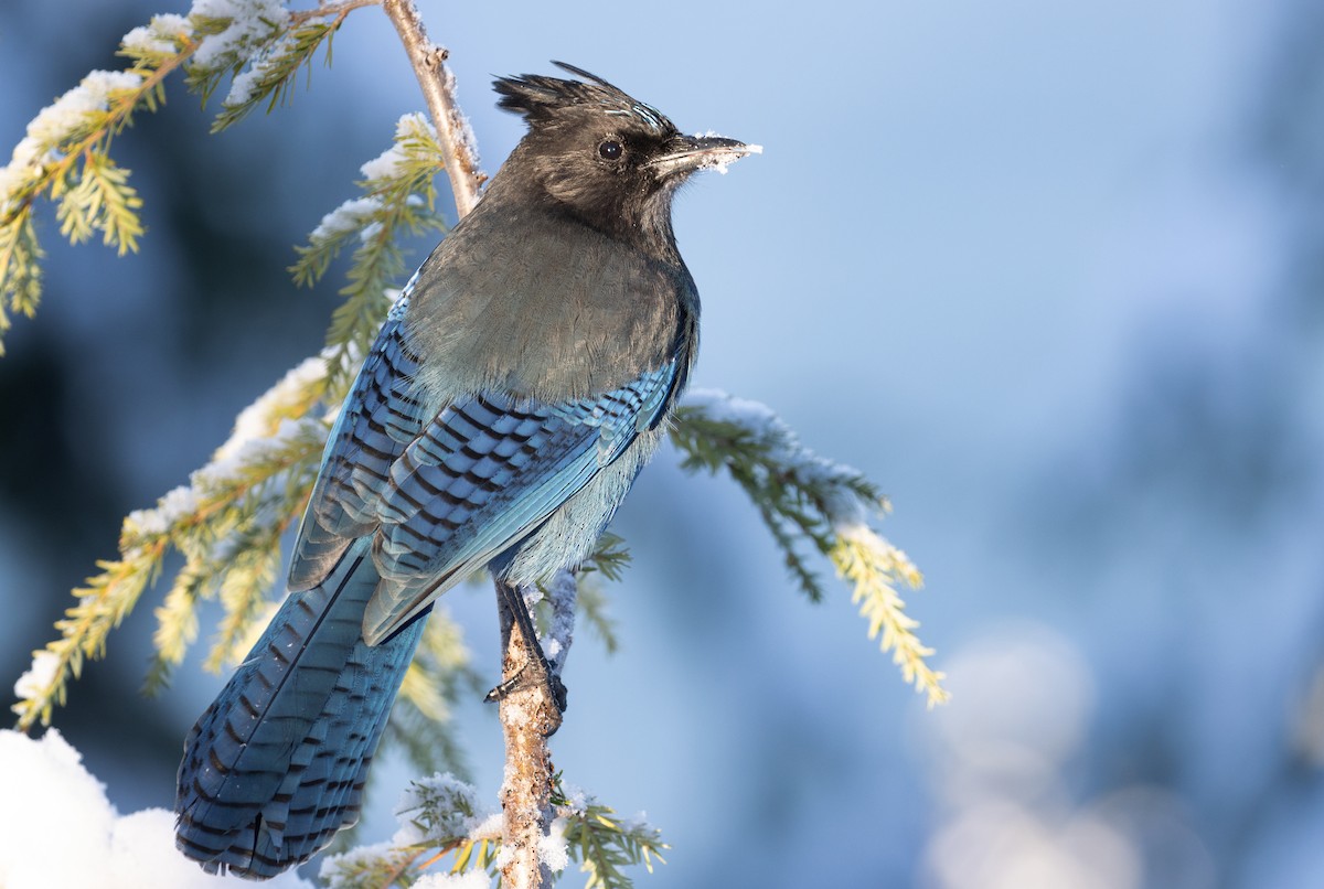 Steller's Jay - ML390934791