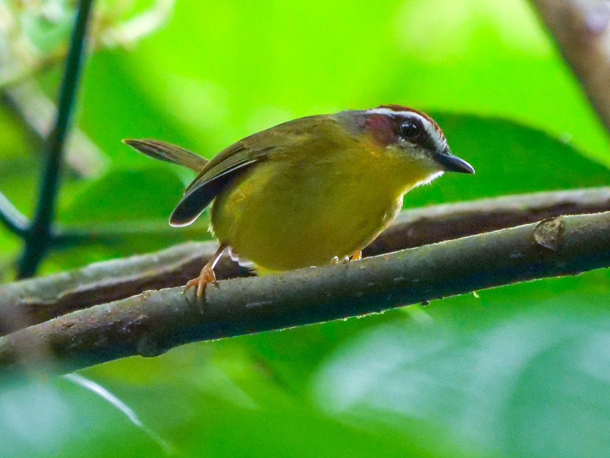 Chestnut-capped Warbler - Roger Horn